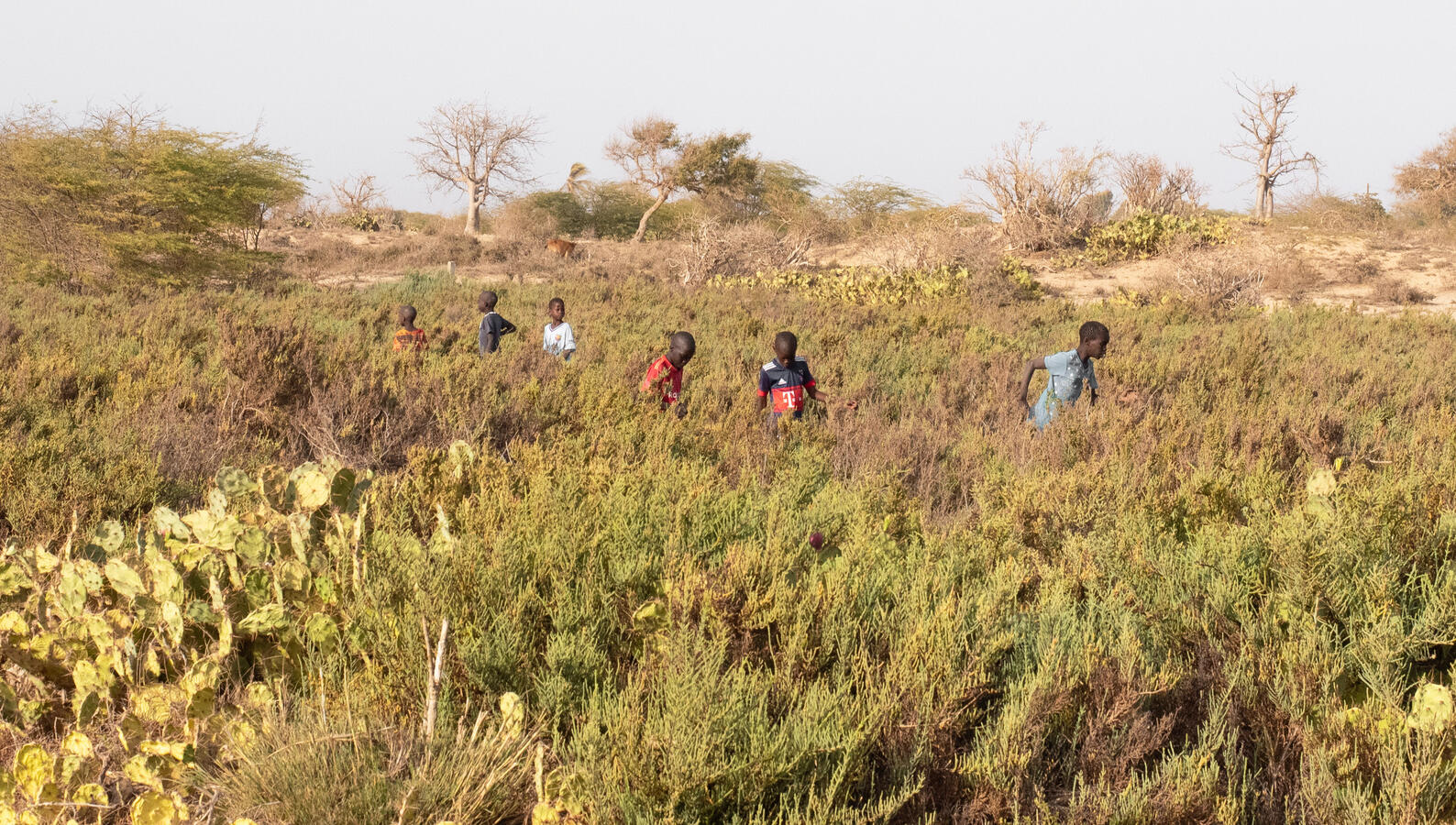 Langue de Barbarie, Senegal